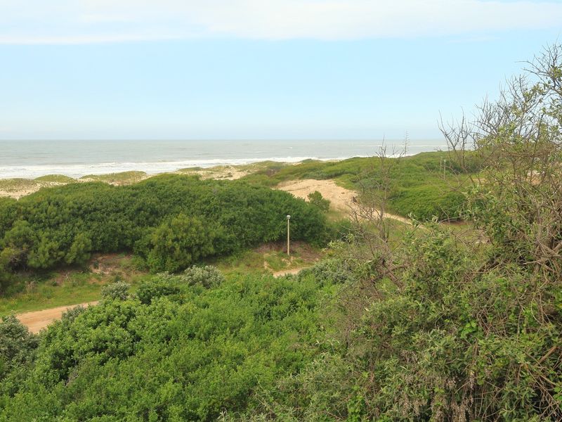 A scenic view of the coastal landscape featuring natural dunes and native vegetation overlooking the ocean.