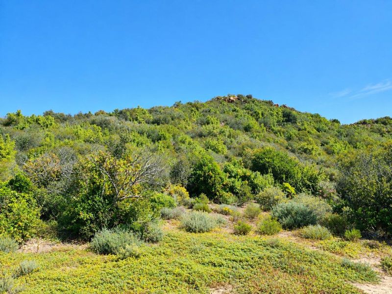 A scenic view of the natural landscape featuring a lush, green hillside with native vegetation under a clear blue sky.
