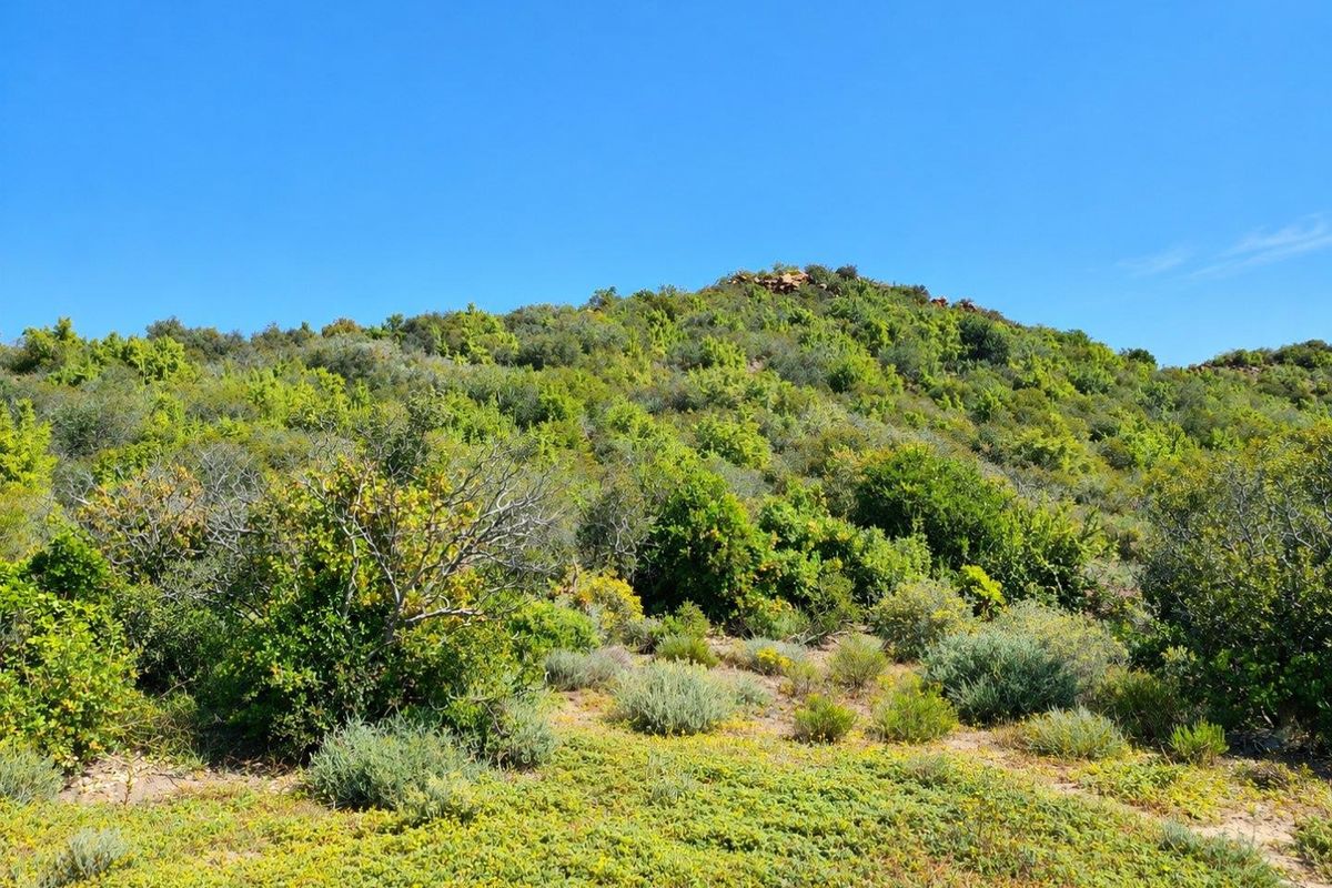 A scenic view of the natural landscape featuring a lush, green hillside with native vegetation under a clear blue sky.