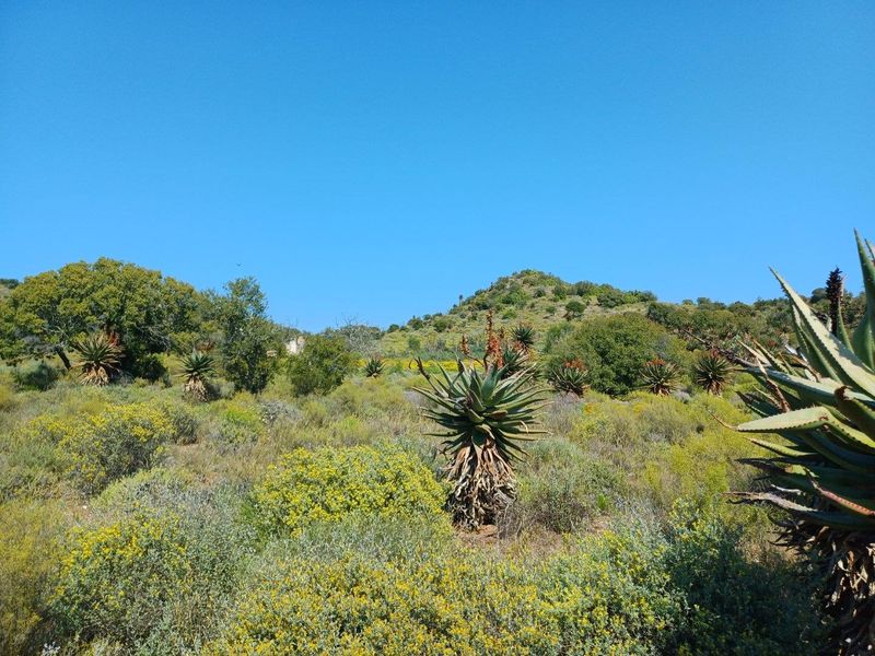 A scenic view of the natural farm landscape featuring indigenous aloe plants and rolling hills under a clear blue sky.