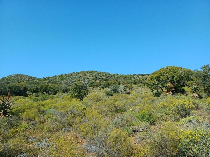 A scenic view of the natural landscape featuring rolling hills covered in indigenous vegetation and native trees.