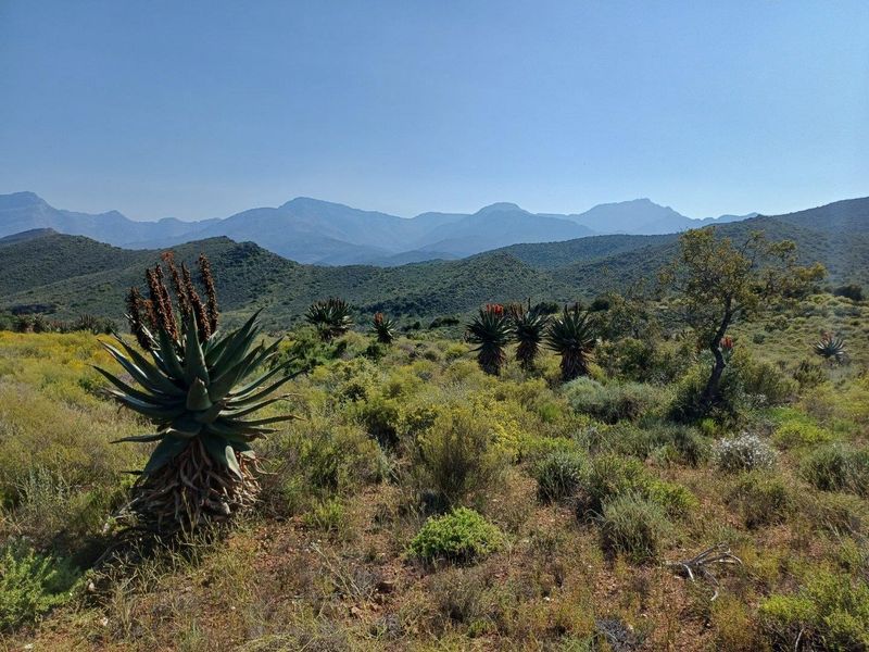 A scenic landscape view showcasing the natural terrain, indigenous vegetation, and distant mountain ranges on the farm property.