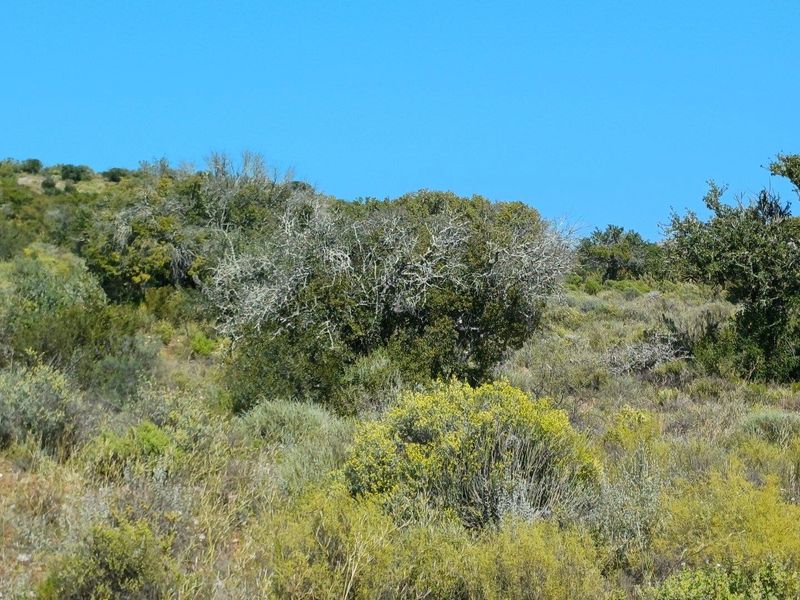 A scenic view of the natural landscape featuring native shrubs and trees on a hillside under a clear blue sky.