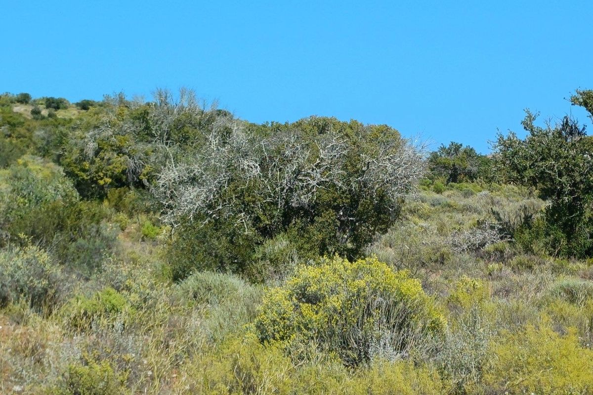 A scenic view of the natural landscape featuring native shrubs and trees on a hillside under a clear blue sky.