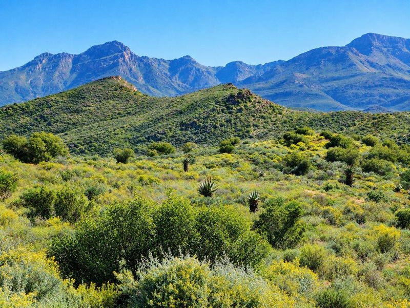 A scenic landscape view showcasing the natural mountainous terrain and indigenous vegetation characteristic of the farm property.