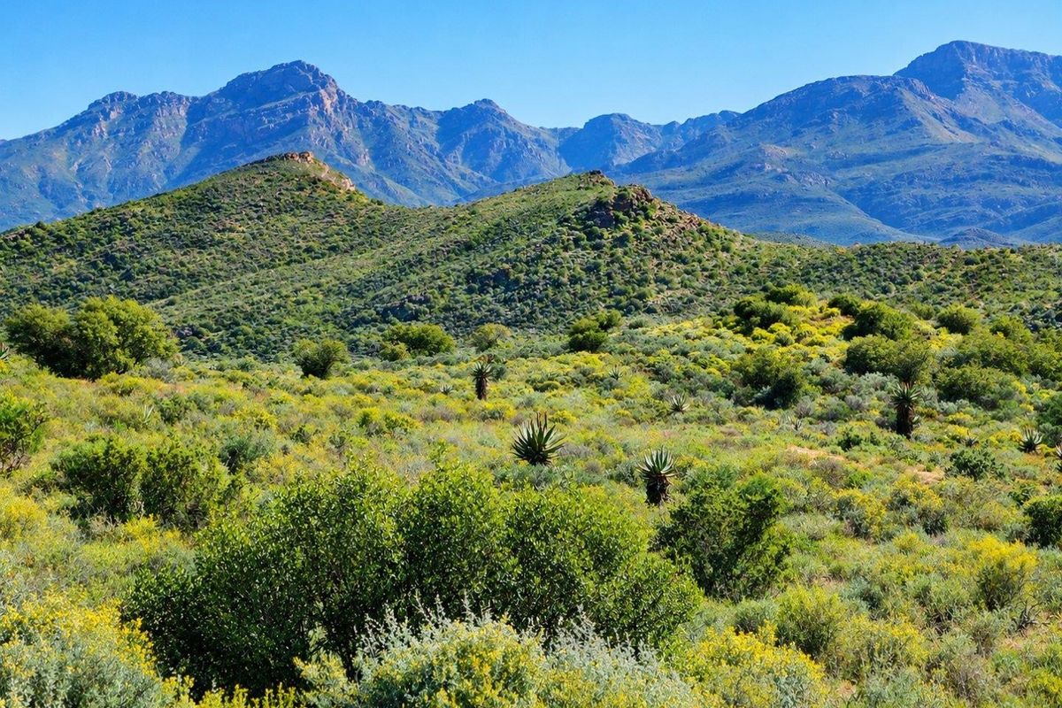 A scenic landscape view showcasing the natural mountainous terrain and indigenous vegetation characteristic of the farm property.