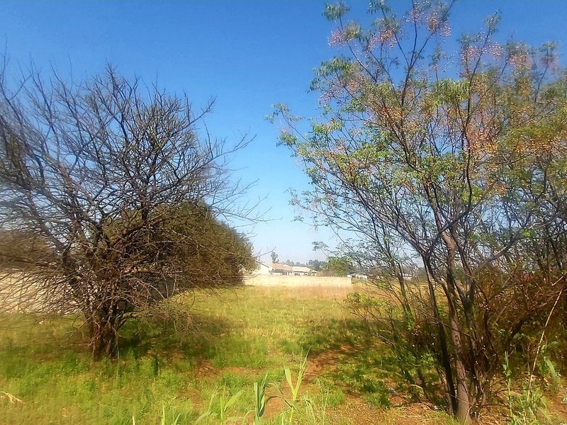 A view of a vacant residential plot featuring established trees and a perimeter boundary wall.