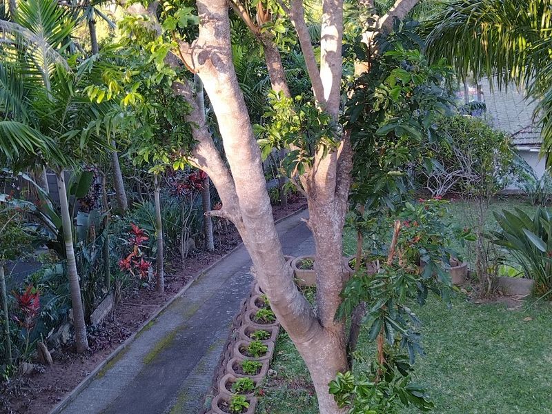 A view of a landscaped garden featuring a paved pathway, mature trees, and concrete garden edging.