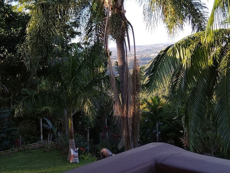 A balcony overlooking a lush garden with mature palm trees and distant mountain views.