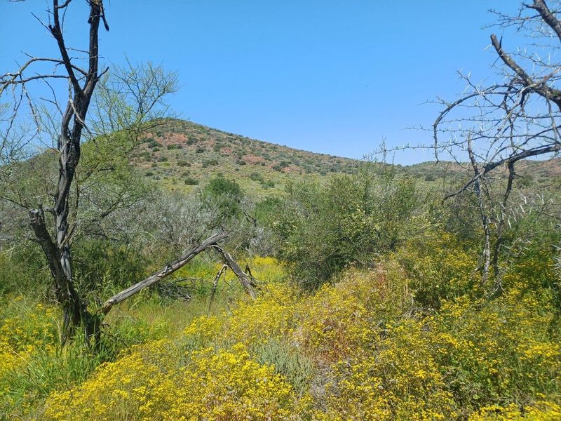 A scenic view of the natural landscape featuring rolling hills, native vegetation, and wildflowers on the farm property.