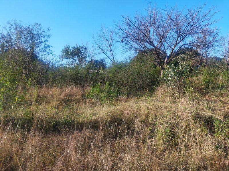 A view of the vacant residential land featuring natural vegetation and mature trees.