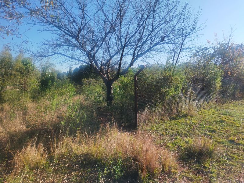 A view of the residential land featuring mature trees and existing wire mesh perimeter fencing, currently covered in overgrown vegetation.