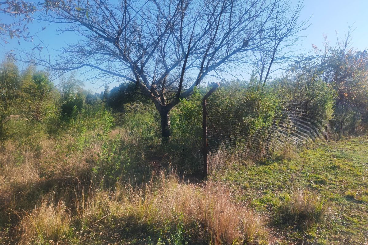A view of the residential land featuring mature trees and existing wire mesh perimeter fencing, currently covered in overgrown vegetation.