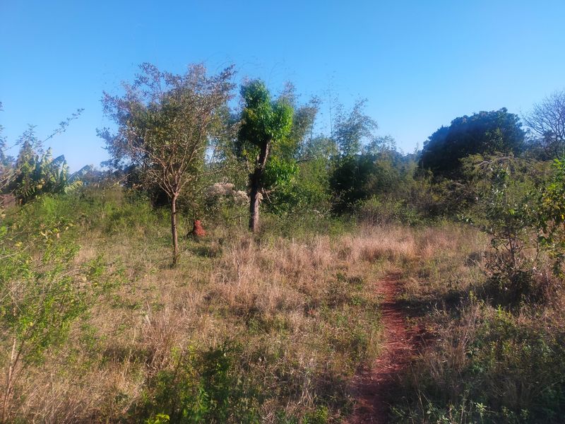 A view of a vacant residential plot featuring natural vegetation, mature trees, and a dirt pathway.