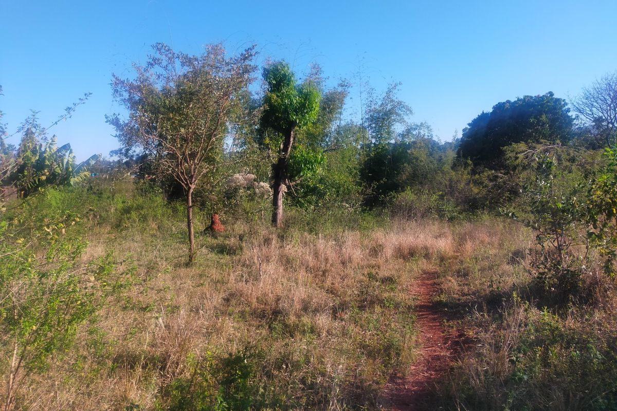 A view of a vacant residential plot featuring natural vegetation, mature trees, and a dirt pathway.