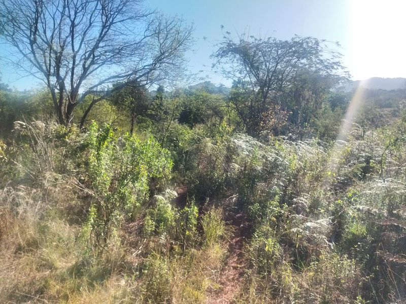 A view of the undeveloped residential land featuring dense native vegetation and mature trees.