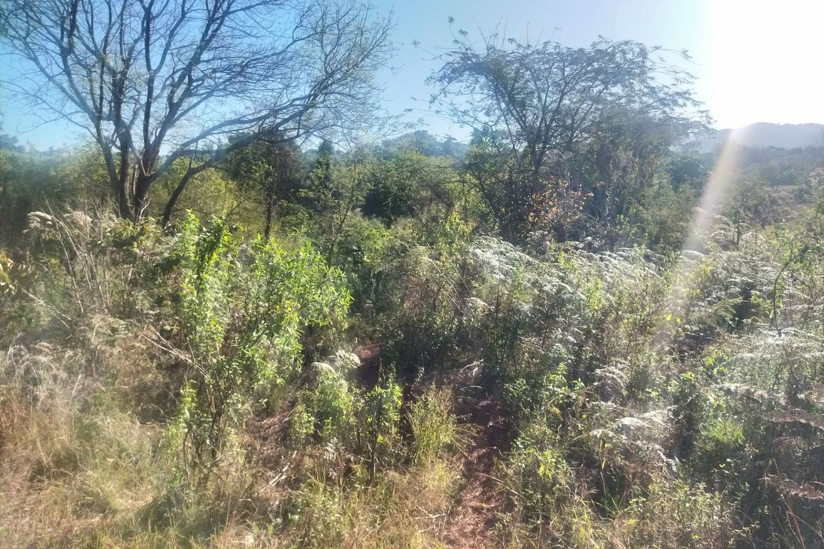 A view of the undeveloped residential land featuring dense native vegetation and mature trees.