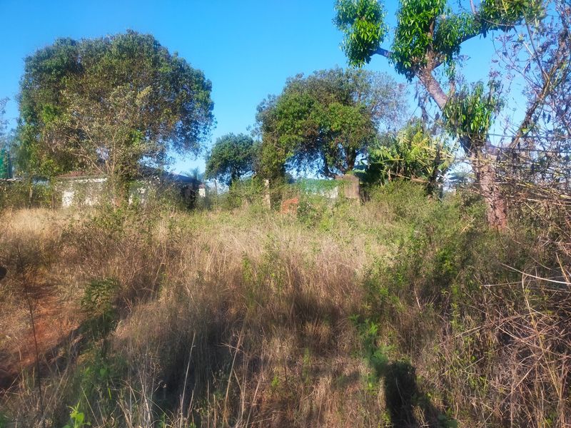 A view of an overgrown residential plot featuring mature trees and dense wild vegetation, suitable for future development or landscaping.