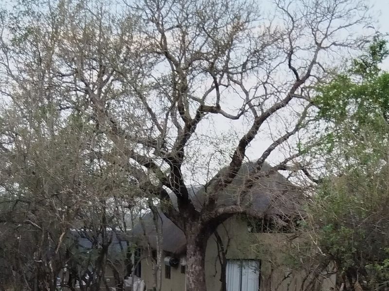 A view of a house exterior featuring a traditional thatched roof and sliding glass doors, partially obscured by mature trees.