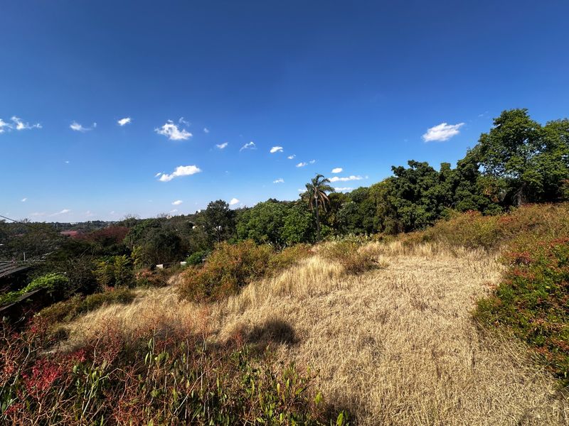 A view of a vacant residential plot featuring natural vegetation, mature trees, and open landscape under a clear blue sky.