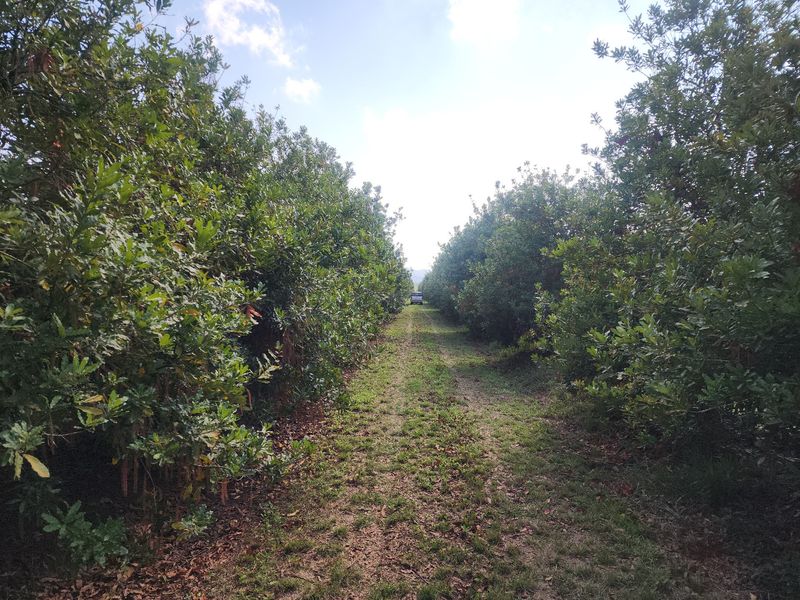 A view of a well-maintained orchard with rows of mature trees lining a central farm access track.