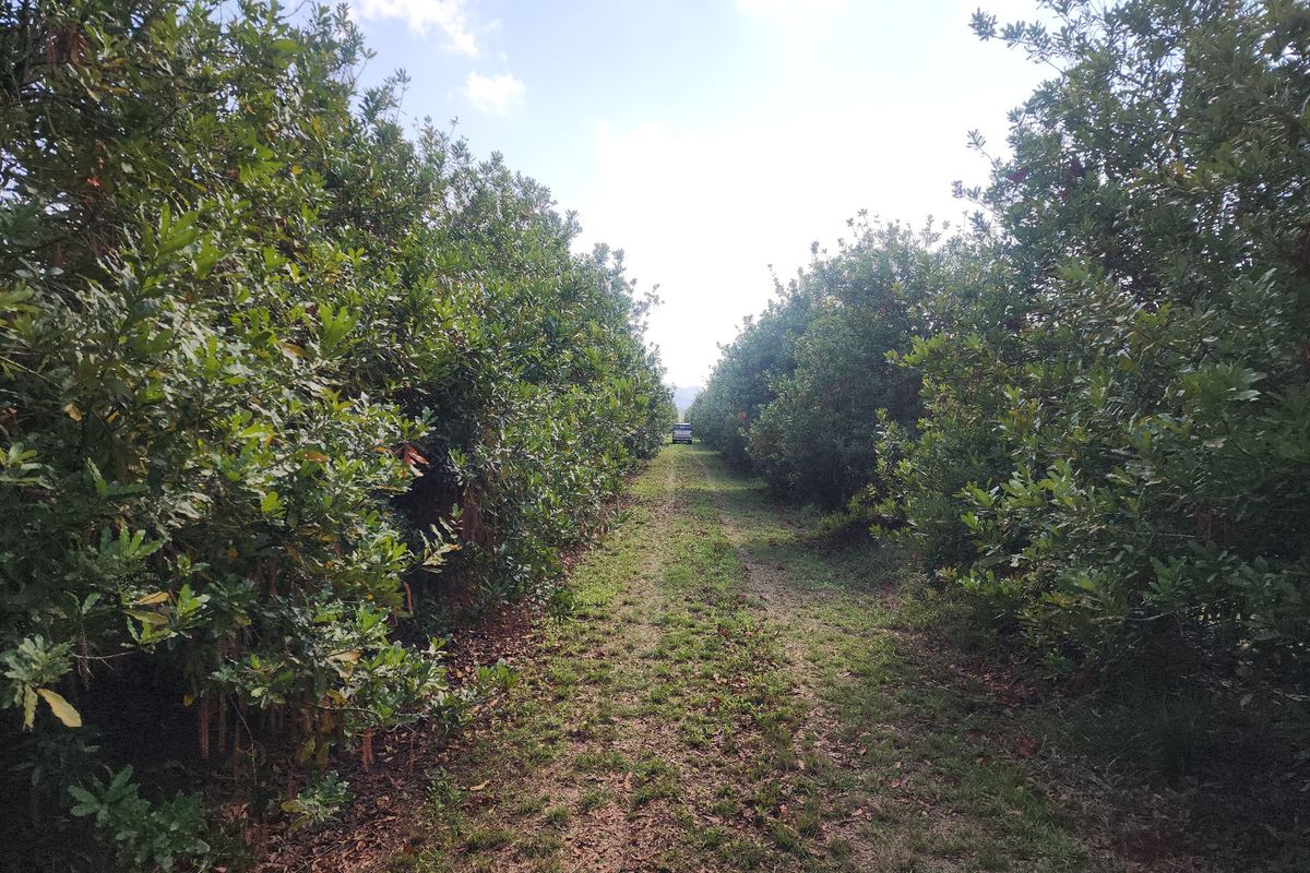 A view of a well-maintained orchard with rows of mature trees lining a central farm access track.