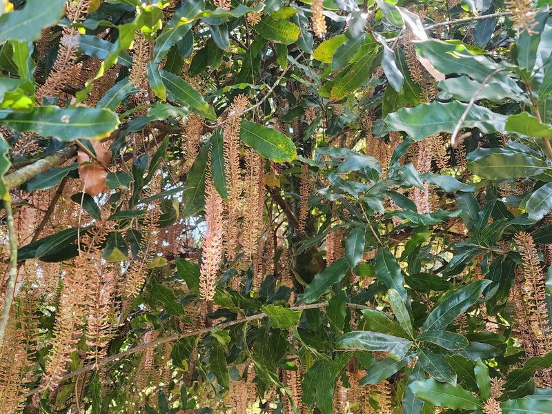 A close-up view of a mature macadamia tree in full bloom, showcasing healthy foliage and characteristic hanging flower racemes within the property garden.