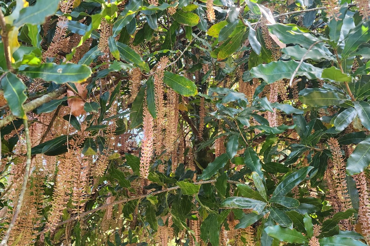 A close-up view of a mature macadamia tree in full bloom, showcasing healthy foliage and characteristic hanging flower racemes within the property garden.