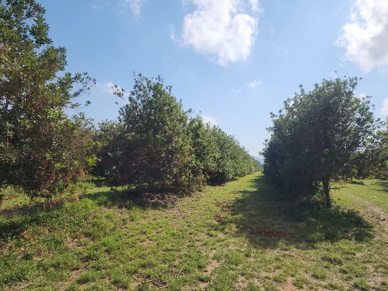 A view of a well-maintained orchard with rows of mature fruit trees set within a grassy farm landscape.