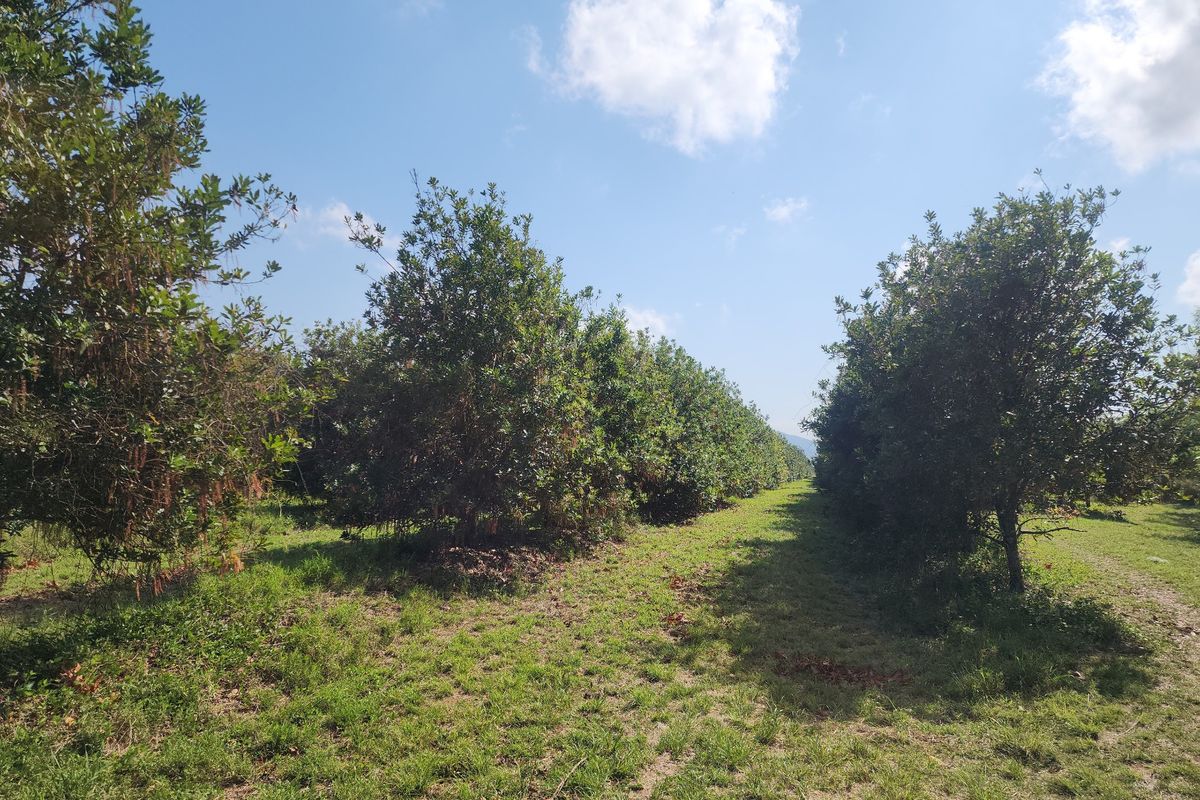 A view of a well-maintained orchard with rows of mature fruit trees set within a grassy farm landscape.
