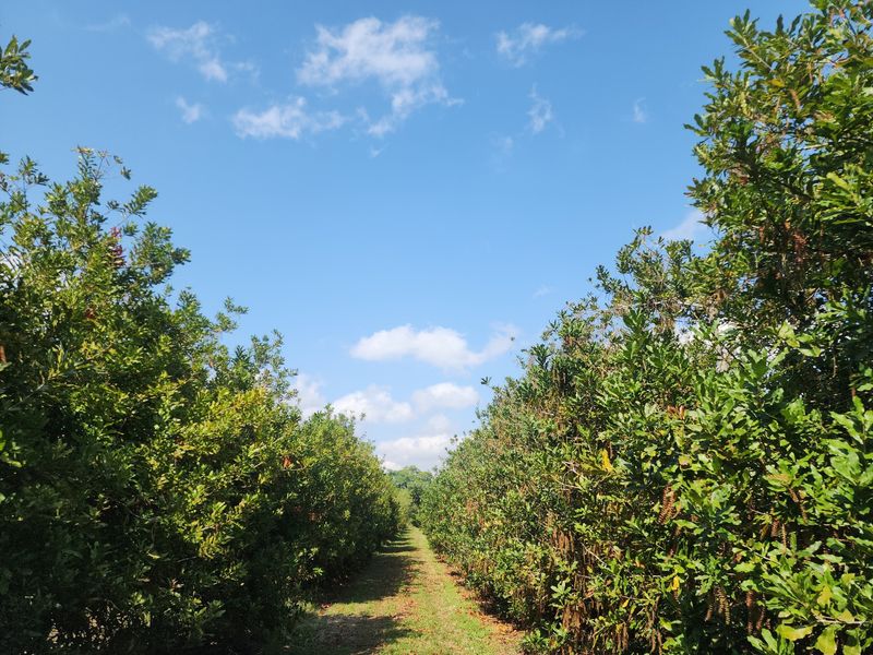 A well-maintained orchard path lined with mature trees, showcasing the agricultural landscape of the farm property.