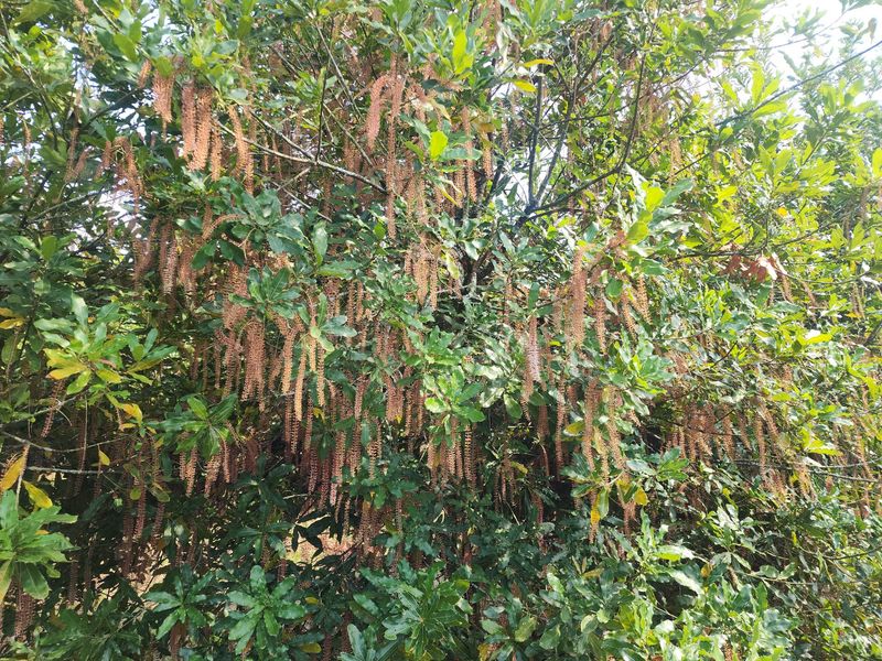 A close-up view of a mature tree with hanging catkins, showcasing the established greenery on the farm property.