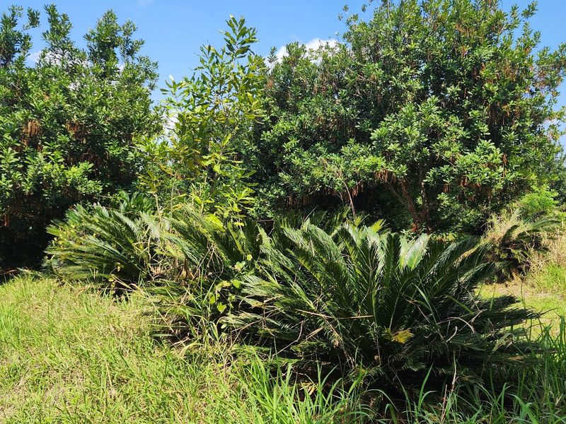 A view of the established garden area featuring mature trees and cycad plants on the farm property.