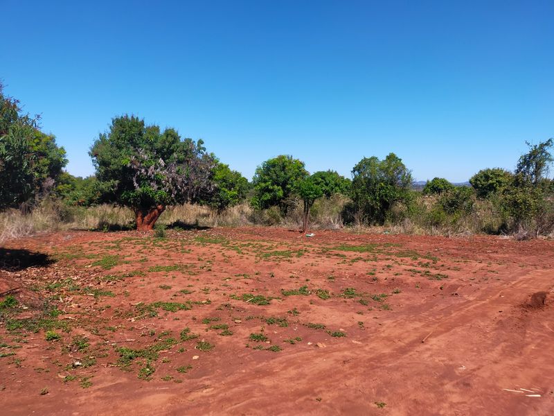 An open, cleared area of land on the farm featuring mature trees and natural red soil terrain under a clear blue sky.