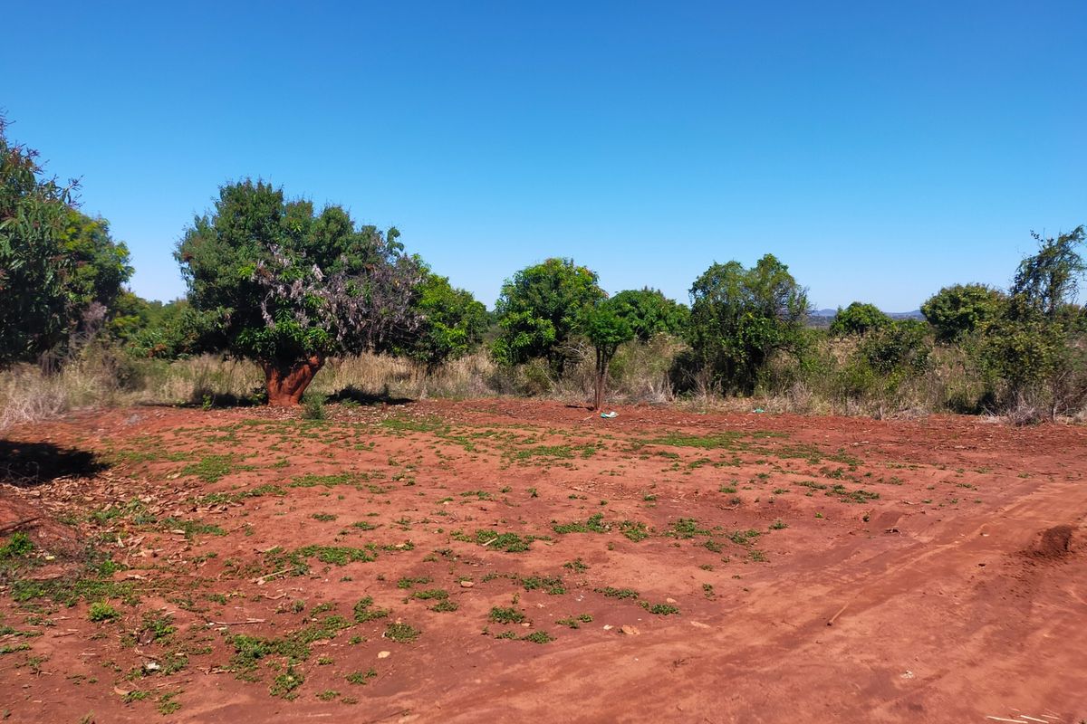 An open, cleared area of land on the farm featuring mature trees and natural red soil terrain under a clear blue sky.