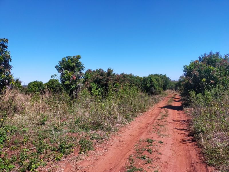 A dirt access road winding through a rural farm property with established orchard trees and natural vegetation under a clear blue sky.