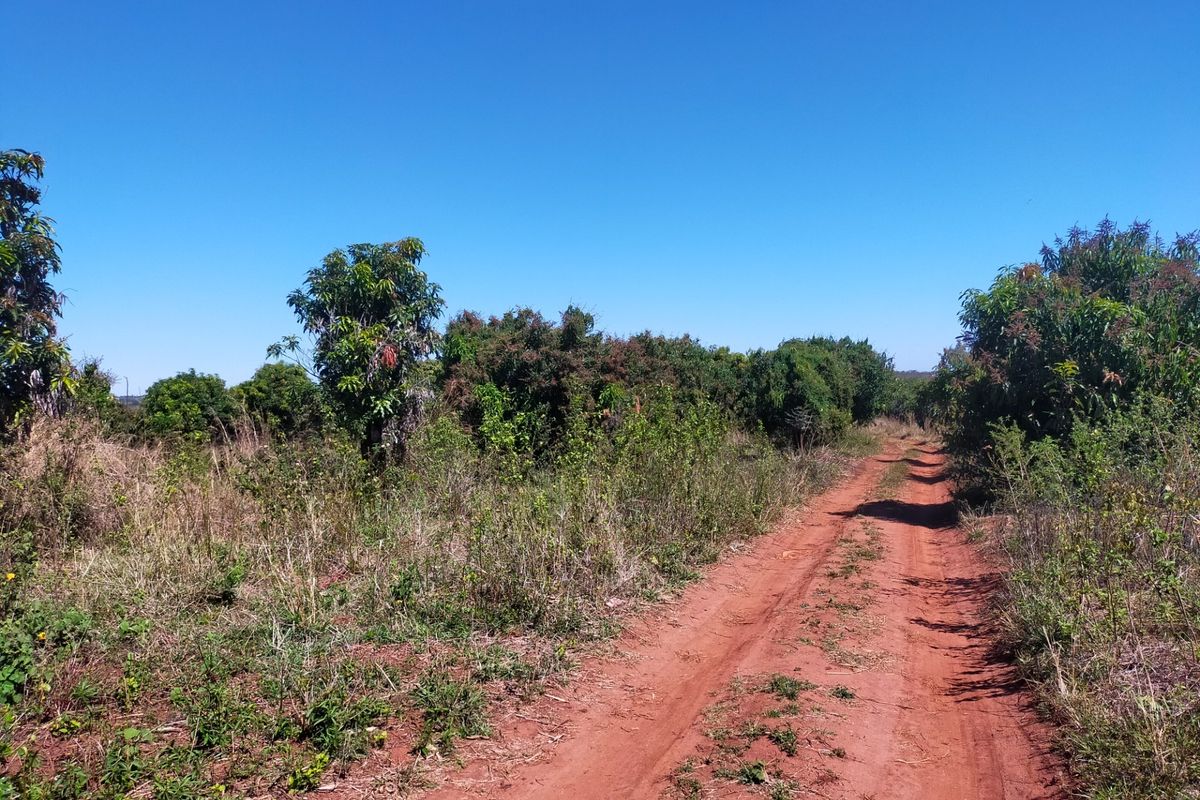 A dirt access road winding through a rural farm property with established orchard trees and natural vegetation under a clear blue sky.