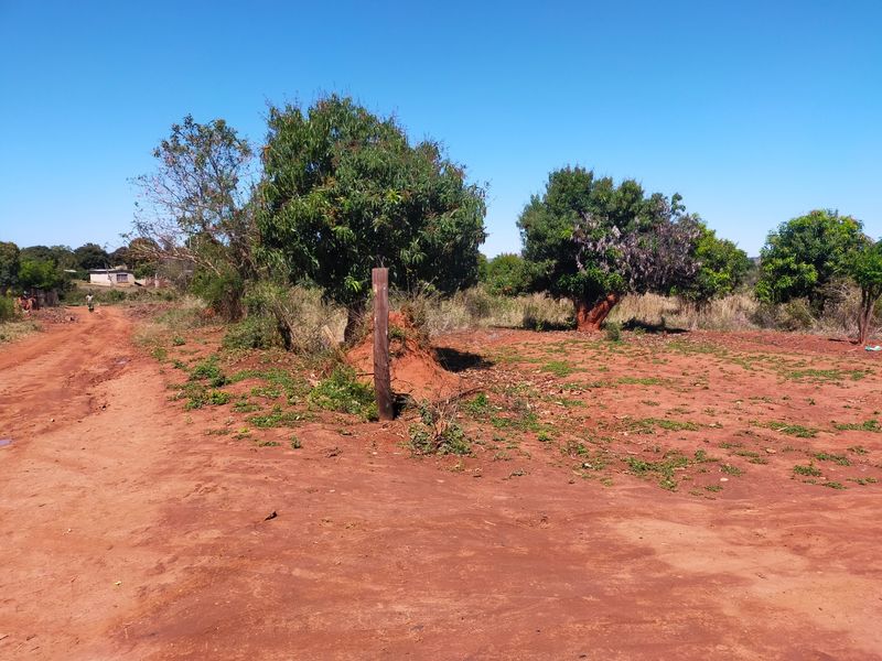 An open rural farm plot featuring a dirt access road, scattered mature trees, and natural vegetation under a clear blue sky.