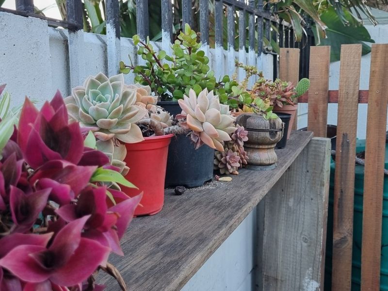 A close-up view of a garden shelf featuring a timber fence and metal security railing along a concrete boundary wall.