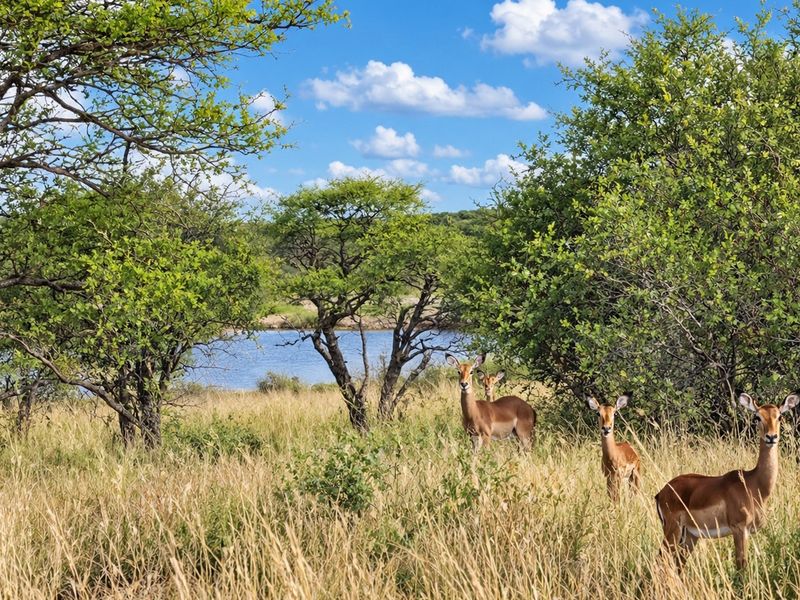 A scenic view of natural bushveld landscape featuring indigenous trees, tall grasses, and a tranquil water body.