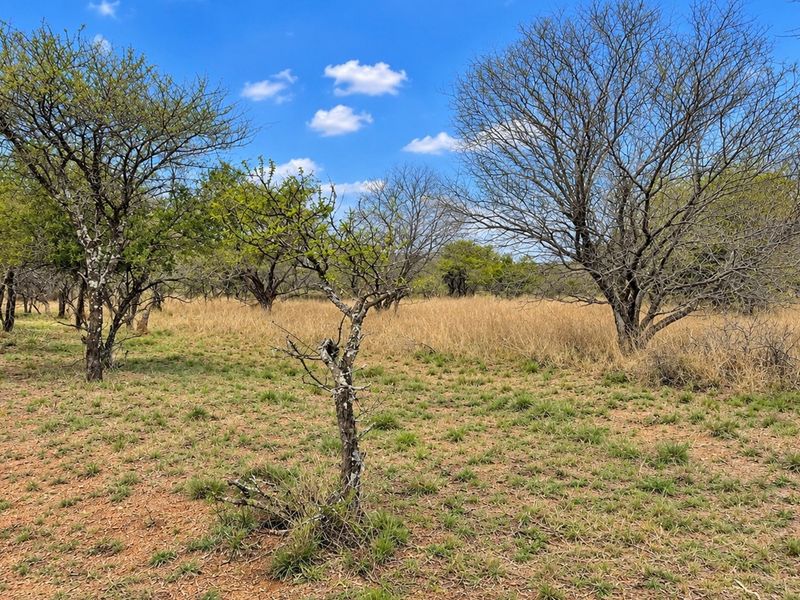 A view of a vacant residential plot featuring natural vegetation and mature trees, offering a blank canvas for development.