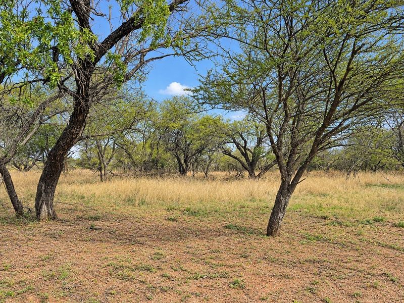 A view of the vacant residential land featuring mature trees and natural grass cover.
