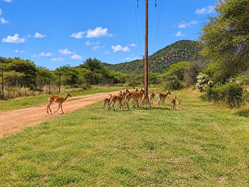 A scenic view of the vacant residential land featuring natural landscape, native vegetation, and existing utility infrastructure.