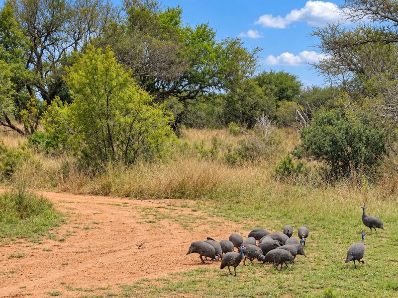 A scenic view of a vacant residential plot featuring natural bushveld vegetation and a dirt access track.
