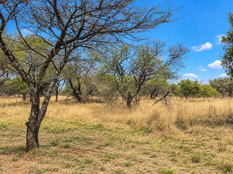A view of the vacant residential land featuring natural vegetation and mature trees under a clear blue sky.