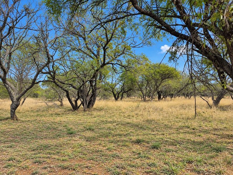 A view of the vacant residential land featuring mature trees and natural grass coverage.