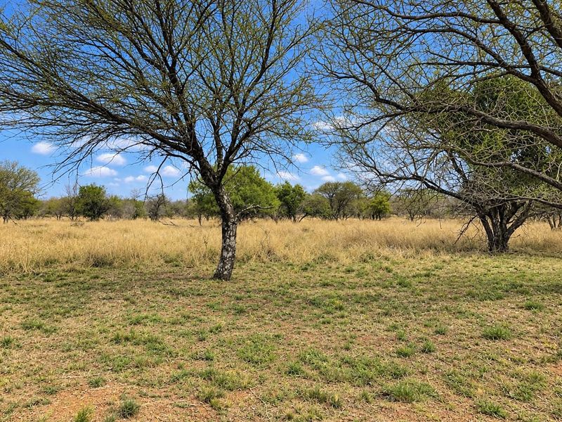 A view of a vacant residential plot featuring natural grassland and mature native trees under a clear blue sky.