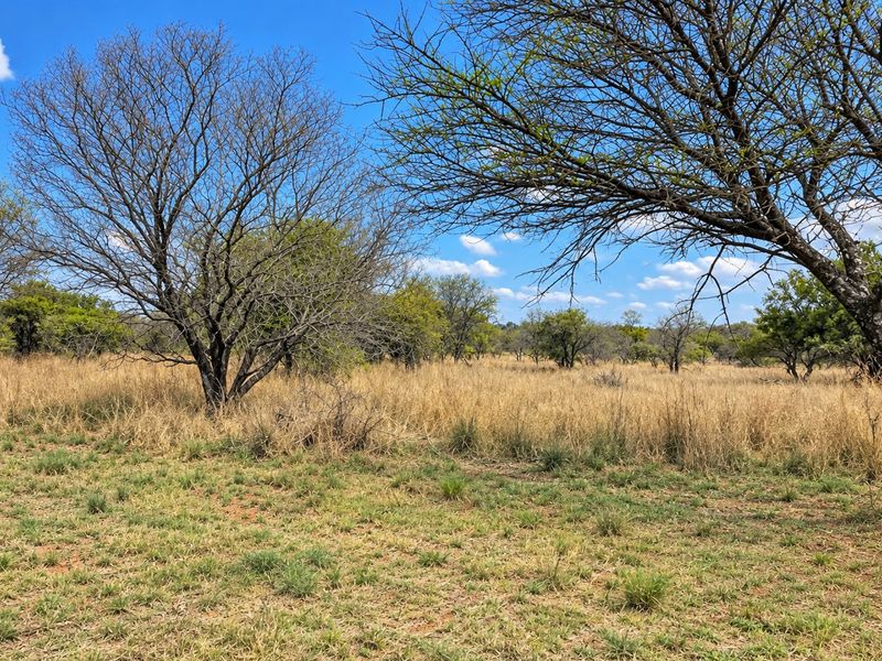 A view of the vacant residential land featuring natural grassland and mature indigenous trees under a clear blue sky.