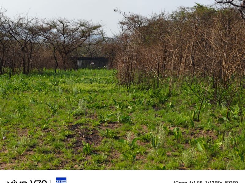 An open area of natural vegetation and trees on the small holding property.