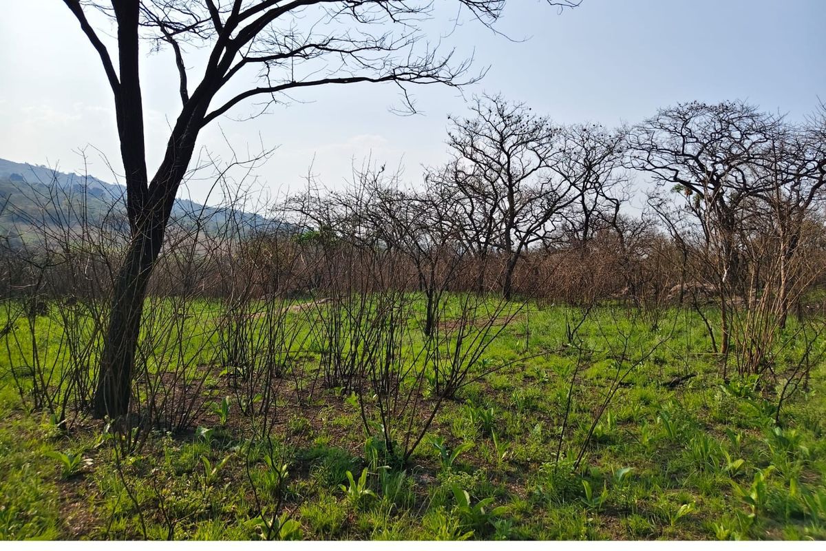 A view of the natural landscape and vegetation on the small holding property.